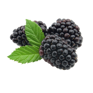 Blackberry PNG-26586